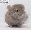 1 мес
