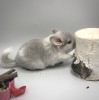 1 мес