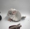 1 мес