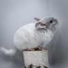 3,5 мес