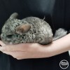 СИ Жерар  рекс