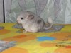 2 недели