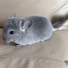 Дариус