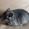 Кассандра
