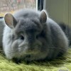 Патрик ОЛИВИЯ