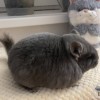 ОЛИВИЯ Милана