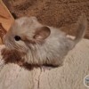 Ариша