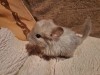 3 недели