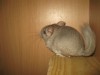 2 мес