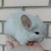 Милкис