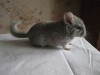 1 месяц