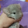 Флерс де Монд _ Даниелла