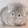 Момо