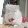 Алишер