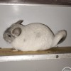 Лизи