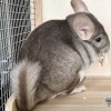 Кларк