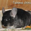 Женевьева