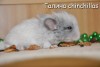 Ева