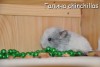 Ева