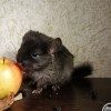  Федан