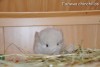 Айвенго