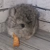 Каппадокия МХ