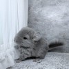 Вайс Шуш