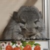 Мая