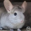 Бенджамин