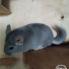 СИ Идалин