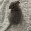 СИ Инесса