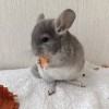Фил