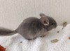 2 мес