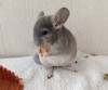 2 мес