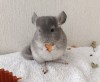 2 мес