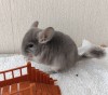 2 мес