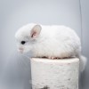 1 мес