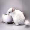 2 мес 3 нед