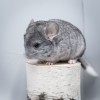 1 мес