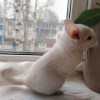 Голди СС
