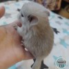 Брауни СС