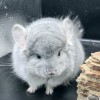 Вилар Свит Хэппи