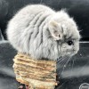 Краса Девица Свит Хэппи