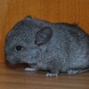 Мари