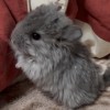Лакси