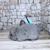 Дайм нРекс Шуш