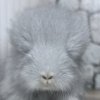 Дайм нРекс Шуш
