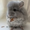 Грей