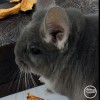 Котофеич Свит Хэппи