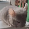 Ежи